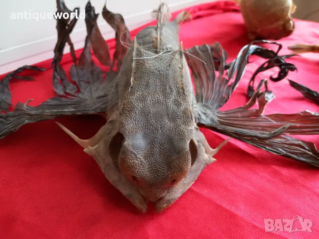 Препарирани Екзотични Океански РИБИ , Риба, снимка 6 - Антикварни и старинни предмети - 49855437