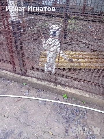 американско були, снимка 2 - Други - 53271447