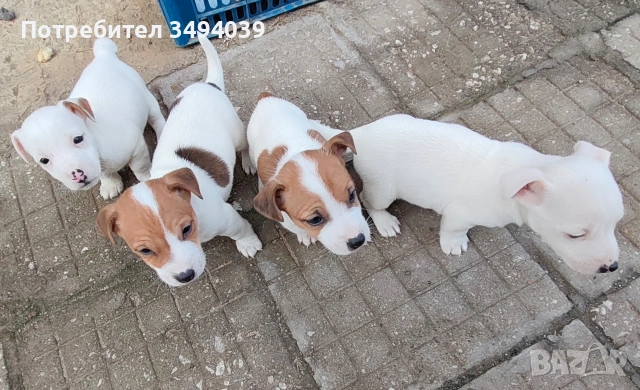 Джак Ръсел Териер , снимка 4 - Джак ръсел териер - 54012486