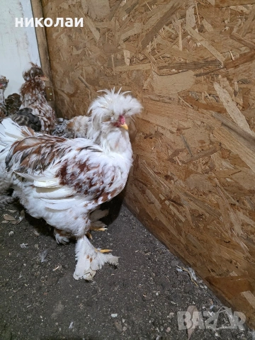 Продавам оплодени яйца от струмски стандарт, снимка 5 - други­ - 53832836