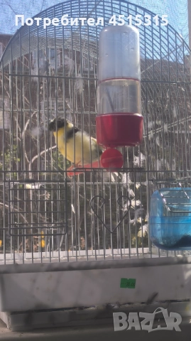 Male Canary Gloster, снимка 6 - Канари - 52115676