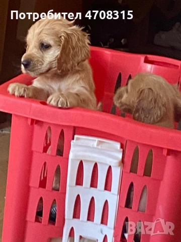 Кокер шпаньол карамел момче ваксина, снимка 9 - Кокер шпаньол - 54250228