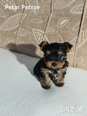 Йоркширски териер , снимка 10 - Йоркширски териер - 54063849