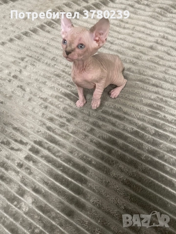 Котенца Канадски Сфинкс и Елф, снимка 4 - Сфинксове - 52495818