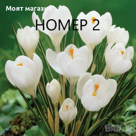 Минзухари, снимка 2 - Градински цветя и растения - 53641331