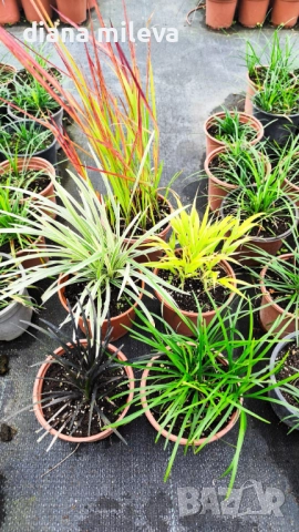 Промо пакет от 5 бр Декоративни треви, снимка 7 - Градински цветя и растения - 51779204