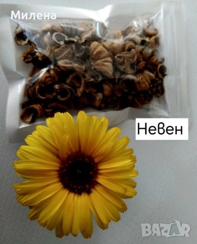 Семена висока и ниска циния , снимка 17 - Сортови семена и луковици - 49165896