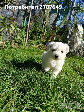 Малтийска Болонка, снимка 2 - Болонка - 53525124