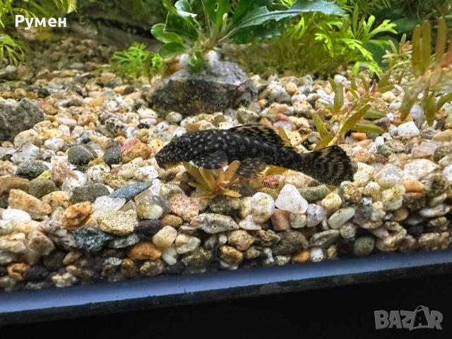 продавам обикновени анцитруси