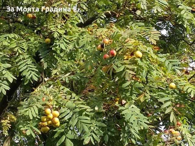 Скруша, снимка 4 - Градински цветя и растения - 53618653