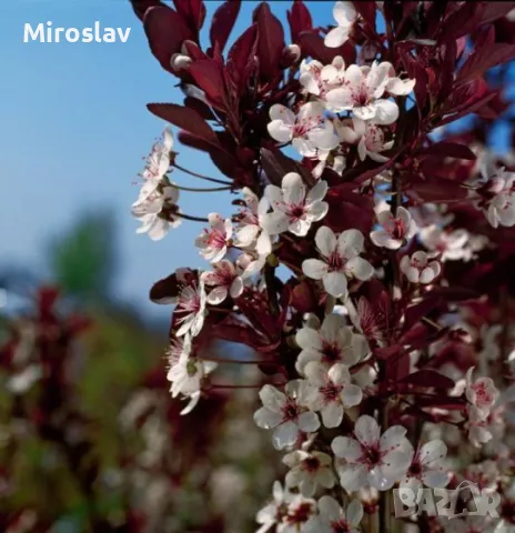 Червенолистна слива (джудже), снимка 4 - Градински цветя и растения - 49812728