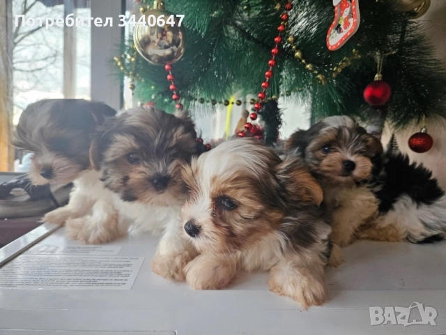 Мъжко йорки