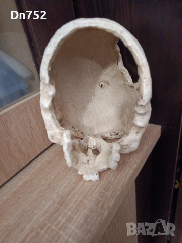 декоративен череп, снимка 6 - Статуетки - 52425768