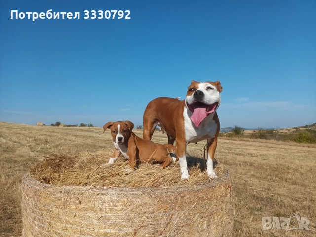 Американски стафордширски териер - елитни родители с родословие , снимка 2 - Американски стафордширски териер - 51258763