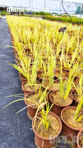 Акорус, Acorus Gramineus Ogon!!!, снимка 7 - Градински цветя и растения - 49964248