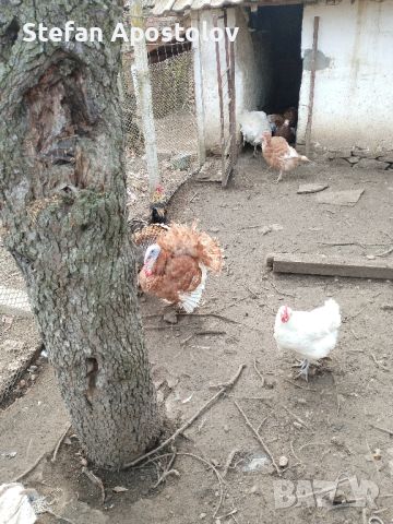 яйца от пуики, снимка 3 - Кокошки и пуйки - 45146830