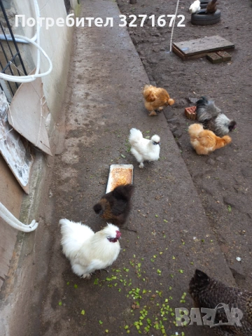 Яйца от копринки 