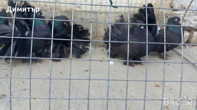 Продавам гълъбите от снимките , снимка 11 - Гълъби - 53144161