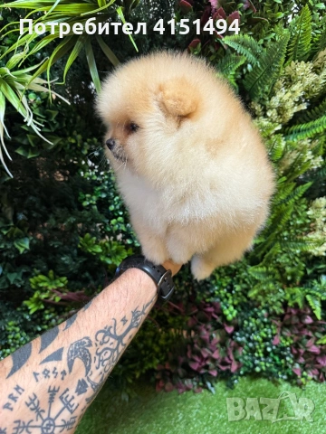 Померан момче, снимка 2 - Померан - 53748867