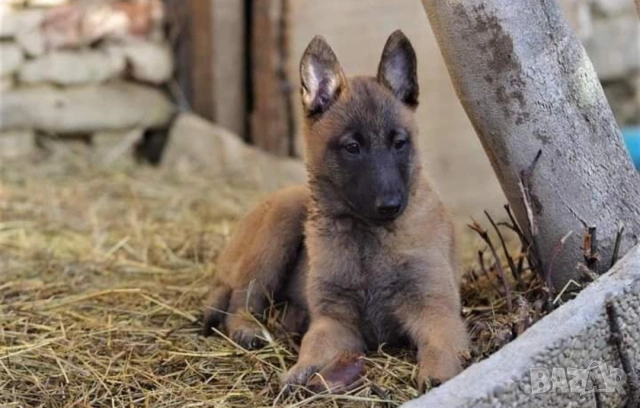 Белгийски овчарки-малиноа , снимка 4 - Белгийска овчарка - 53935190