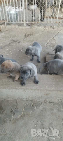 Cane Corso Italiano, снимка 4 - Търси партньор - 53836498