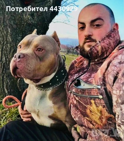 American Bully XL, снимка 13 - Други - 53135049