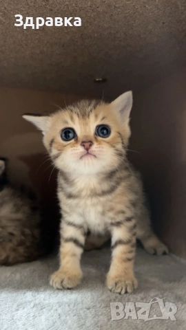 Британски късокосмести котенца, снимка 3 - Британска късокосместа - 43550866