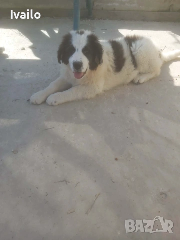 Каракачански кучанца, снимка 3 - Каракачанска овчарка - 52845236