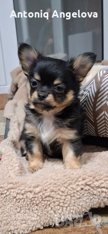 момченце чихуа , снимка 6 - Чихуахуа - 54017924