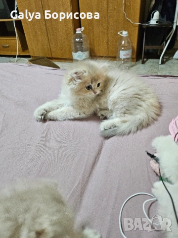 Британски родословни котенца  лилаво злато , снимка 6 - Британска късокосместа - 53502654