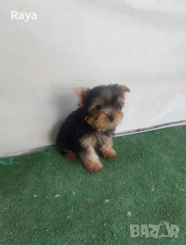 Йоркширски териер , снимка 5 - Йоркширски териер - 48370769