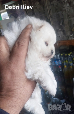 Мини Померан 