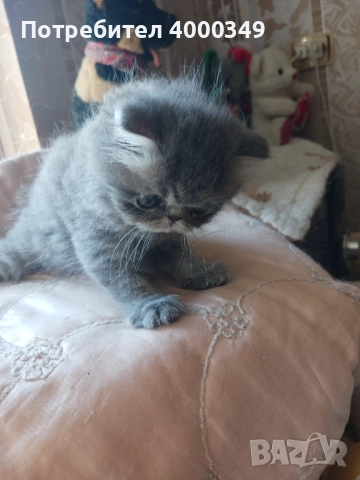 Продавам персийско коте, снимка 1