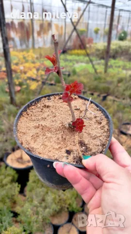 Физокарпус Диабло, Physocarpus Opulifolius Diablo, снимка 15 - Градински цветя и растения - 45688473