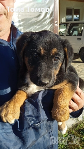 Подарявам гончета 2 броя на 2 месеца и половина., снимка 3 - Гонче - 52514067