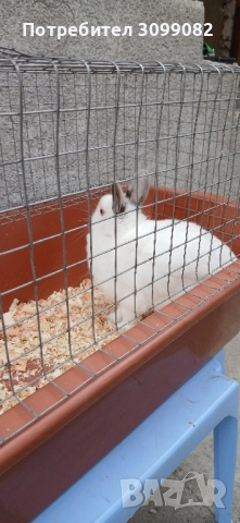 декоративен заек с клетка , снимка 4 - Декоративни зайчета - 52532018