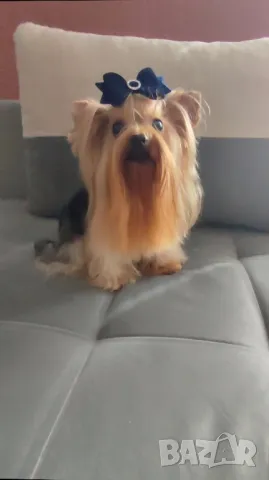 Мини йорки джудже за разплод , снимка 2 - Търси партньор - 49683085