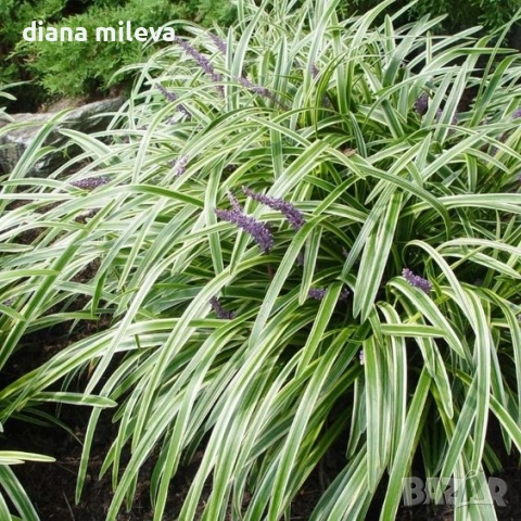 Лириопе Мускари, Liriope muscari 'Variegata', снимка 2 - Градински цветя и растения - 51899094