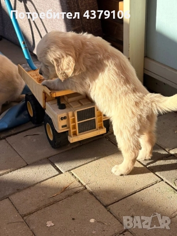 Голдън ретривър момче родословен баща, снимка 5 - Голдън ретривър - 52909387