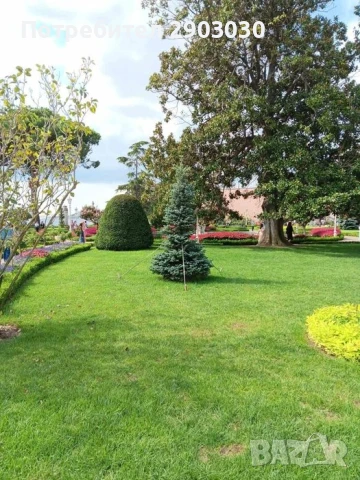  Косене на Трева и почистване на дворове от  Бурени Рязане на Дърва за Огрев 