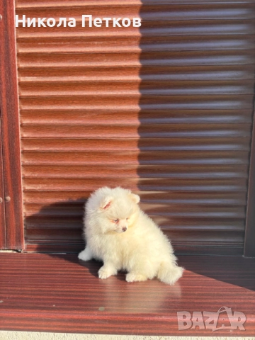 Померан , снимка 6 - Померан - 52839357