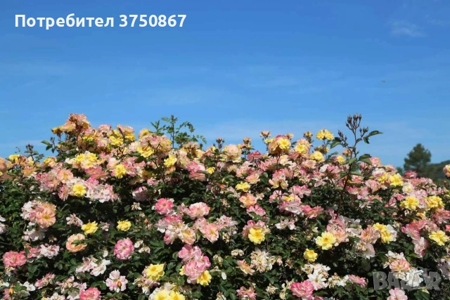 🌹 РОЗА 🌹 REVE DE PARIS ® Meilowmye, снимка 3 - Градински цветя и растения - 53662556