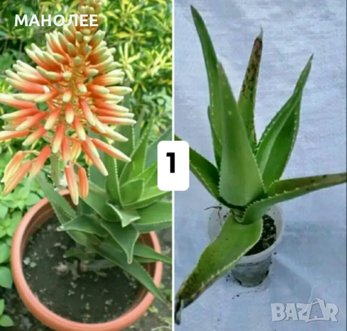 Саксийни цветя - 4 вида - 4 НЕЗАСАДЕНИ КОРЕНА В ЕДИН ПАКЕТ /видове по избор/ ЗА 20 ЛВ. / 10,23 € ., снимка 2 - Стайни растения - 52047633