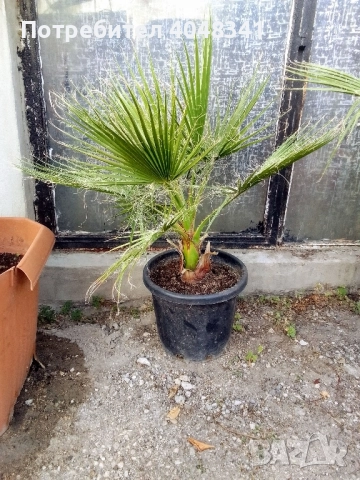 Палми Вяшингтония, снимка 3 - Градински цветя и растения - 52533068