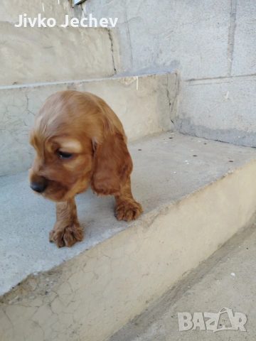 Кокер Шпаньол , снимка 2 - Кокер шпаньол - 53658067