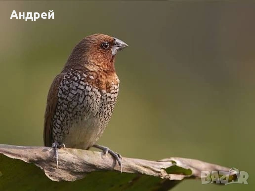 Японски амадини , снимка 2 - Амадини - 53861081