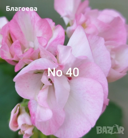 Комплект вкоренени резници Мушкато 5 бр - 5 цвята, снимка 5 - Стайни растения - 44395633