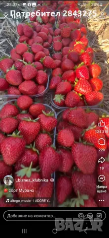 Продавам разсад ягоди , снимка 6 - Сортови семена и луковици - 49800193