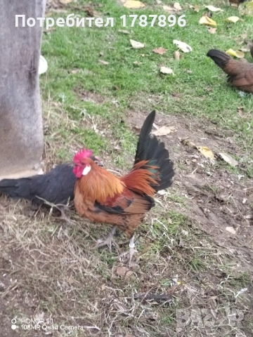 Продавам декоративни кокошки , снимка 6 - други­ - 52547741