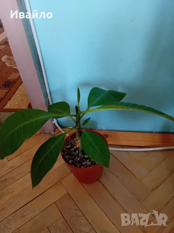 Семена и разсади различни видове, снимка 3 - Разсади - 35847760